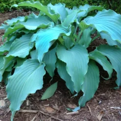 'Neptune' Hosta