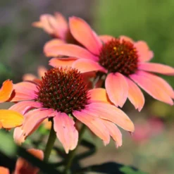 Color Coded™ 'Orange You Awesome' Coneflower -Naty Plants Shop orange you awesome coneflower 1