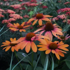Color Coded™ 'Orange You Awesome' Coneflower -Naty Plants Shop orange you awesome coneflower 3