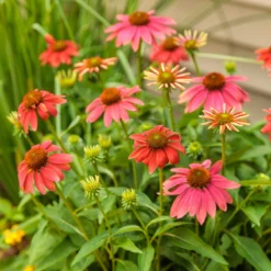 Color Coded™ 'Orange You Awesome' Coneflower -Naty Plants Shop orange you awesome coneflower 4