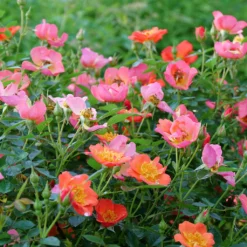 Oso Easy® Hot Paprika® Rose -Naty Plants Shop oso easy hot paprika rose 10