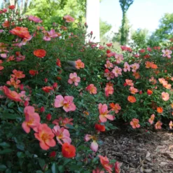 Oso Easy® Hot Paprika® Rose -Naty Plants Shop oso easy hot paprika rose 11