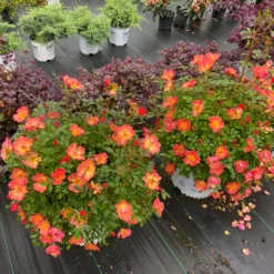 Oso Easy® Hot Paprika® Rose -Naty Plants Shop oso easy hot paprika rose 4 scaled