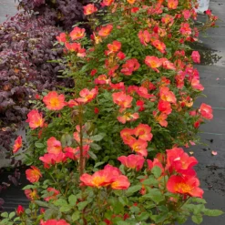 Oso Easy® Hot Paprika® Rose -Naty Plants Shop oso easy hot paprika rose 5 scaled