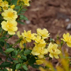 Oso Easy Lemon Zest® Rose -Naty Plants Shop oso easy lemon zest rose 7