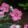 Paraplu Rouge™ Rose Of Sharon