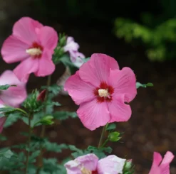 Paraplu Rouge™ Rose Of Sharon