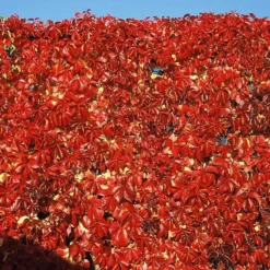 Red Wall® Virginia Creeper