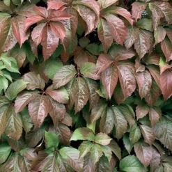 Red Wall® Virginia Creeper -Naty Plants Shop parthenocissus red wall virginia creeper 3