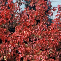 Red Wall® Virginia Creeper -Naty Plants Shop parthenocissus red wall virginia creeper 4