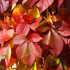 Red Wall® Virginia Creeper -Naty Plants Shop parthenocissus red wall virginia creeper 5