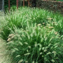 'Hameln' Fountain Grass