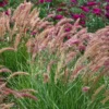 'Karley Rose' Fountain Grass