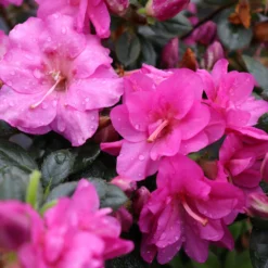 Perfecto Mundo® Double Purple Reblooming Azalea 12 Perfecto Mundo® Double Purple Reblooming Azalea -Naty Plants Shop perfecto mundo double purple azalea 5 scaled