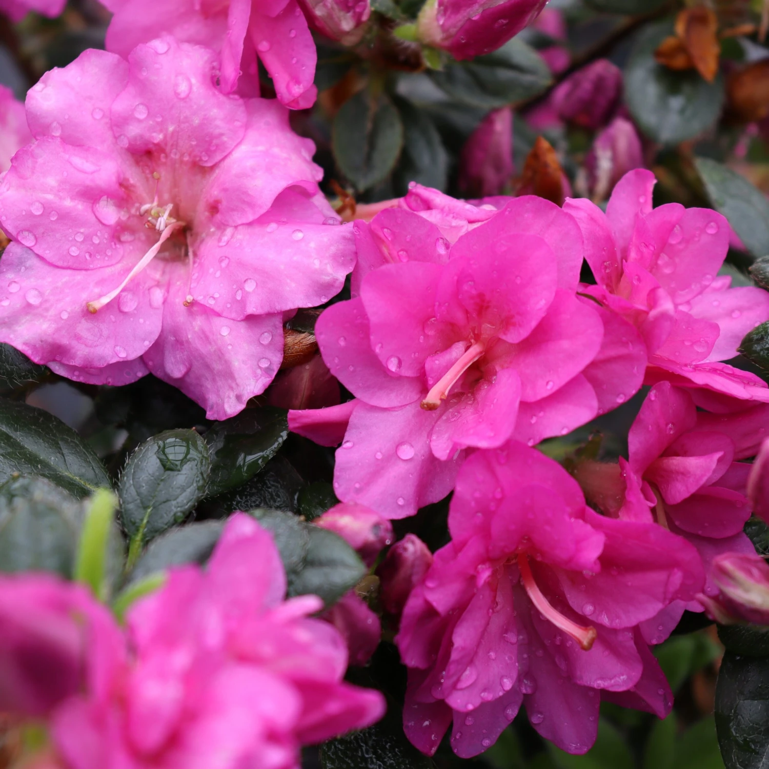 Perfecto Mundo® Double Purple Reblooming Azalea 6 Perfecto Mundo® Double Purple Reblooming Azalea - Image 6