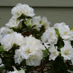 Perfecto Mundo® Double White Reblooming Azalea
