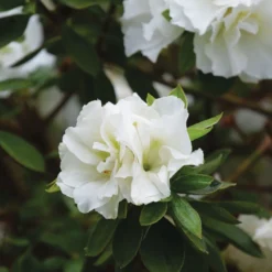 Perfecto Mundo® Double White Reblooming Azalea -Naty Plants Shop perfecto mundo double white reblooming azalea 3