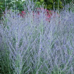 Russian Sage -Naty Plants Shop perovskia atriplicifolia russian sage 4
