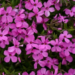 'Magenta Sprite' Hybrid Spring Phlox