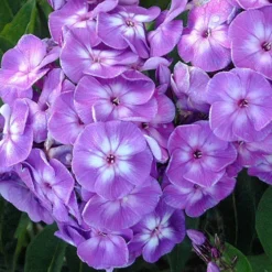 'Laura' Phlox