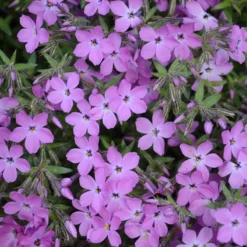 'Rose Sprite' Hybrid Spring Phlox -Naty Plants Shop phlox rose sprite 1