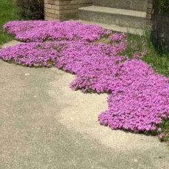 'Drummond's Pink' Creeping Phlox -Naty Plants Shop phlox subulata drummonds pink creeping phlox 3 sw