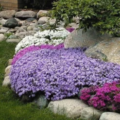 'Emerald Blue' Creeping Phlox 5 'Emerald Blue' Creeping Phlox -Naty Plants Shop phlox subulata emerald blue 3 sw