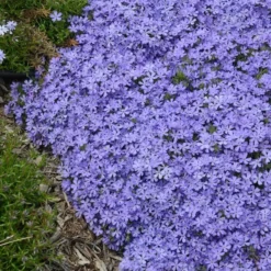 'Violet Pinwheels' Creeping Phlox
