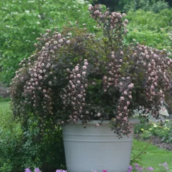Summer Wine® Ninebark -Naty Plants Shop physocarpus summer wine 3