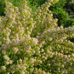 Front Page -Naty Plants Shop physocarpus tiny wine gold 2