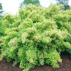 Tiny Wine® Gold Ninebark -Naty Plants Shop physocarpus tiny wine gold 3