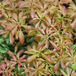 Interstella® Lily-of-the-Valley Shrub -Naty Plants Shop pieris interstella 2