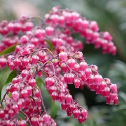 Interstella® Lily-of-the-Valley Shrub -Naty Plants Shop pieris interstella 4