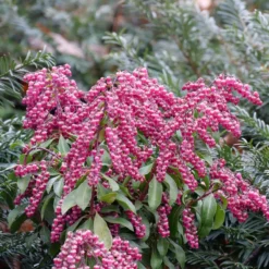 Interstella® Lily-of-the-Valley Shrub -Naty Plants Shop pieris interstella 5