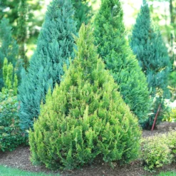 Pinpoint® Gold False Cypress -Naty Plants Shop pinpoint gold false cypress 2