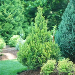 Pinpoint® Gold False Cypress