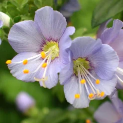 'Heavenly Habit' Jacob's Ladder -Naty Plants Shop polemonium heavenly habit 3 sw