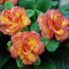 Belarina® 'Nectarine' Primrose