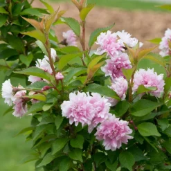 Zuzu® Flowering Cherry Shrub -Naty Plants Shop prunus zuzu 4 P