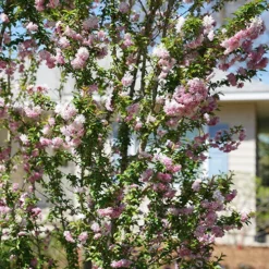Zuzu® Flowering Cherry Shrub -Naty Plants Shop prunus zuzu 5 P