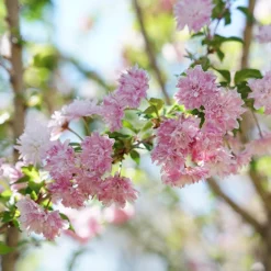 Zuzu® Flowering Cherry Shrub -Naty Plants Shop prunus zuzu 6 P