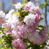 Zuzu® Flowering Cherry Shrub
