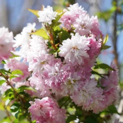 Zuzu® Flowering Cherry Shrub