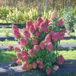 Quick Fire Fab® Panicle Hydrangea -Naty Plants Shop quick fire fab panicle hydrangea 1