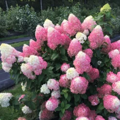 Quick Fire Fab® Panicle Hydrangea -Naty Plants Shop quick fire fab panicle hydrangea 2