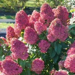 Quick Fire Fab® Panicle Hydrangea -Naty Plants Shop quick fire fab panicle hydrangea 3