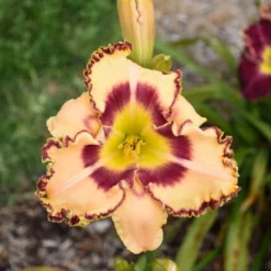Rainbow Rhythm® 'King Of The Ages' Daylily -Naty Plants Shop rainbow rhythm king of the ages daylily 2
