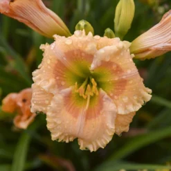 Rainbow Rhythm® 'Orange Smoothie' Daylily -Naty Plants Shop rainbow rhythm orange smoothie daylily 2