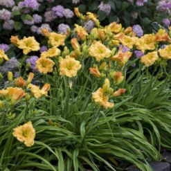 Rainbow Rhythm® 'Orange Smoothie' Daylily -Naty Plants Shop rainbow rhythm orange smoothie daylily 3