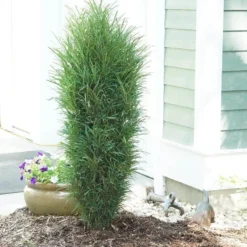 Fine Line® Improved Rhamnus -Naty Plants Shop rhamnus fine line improved 3 sw